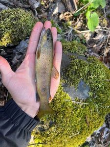 Brown Trout