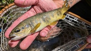 Brown Trout