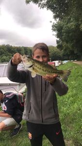 Largemouth Bass