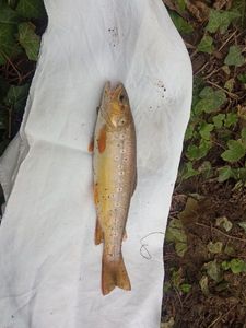 Brown Trout