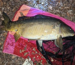 Leather Carp