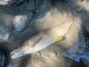 Brown Trout