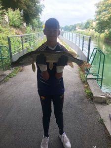 Northern Pike