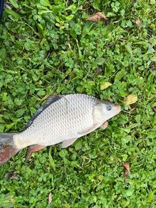 Common Carp
