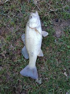 Zander