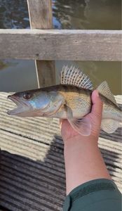 Zander