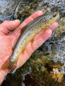 Brown Trout