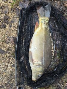 Mirror Carp