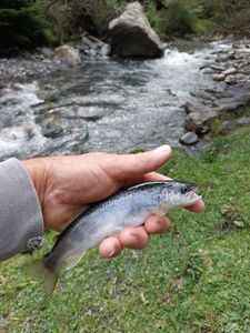 Brown Trout