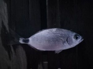 Saddled Seabream