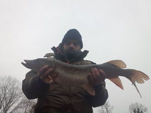 Northern Pike