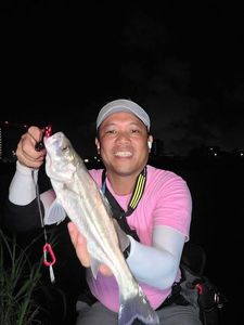 Japanese Seabass (Suzuki)