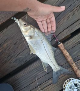 Swordspine Snook