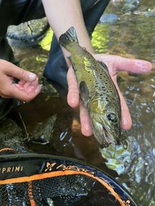 Brown Trout