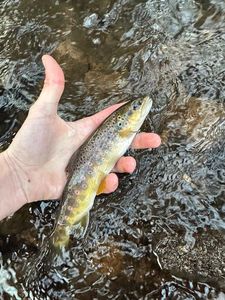 Brown Trout