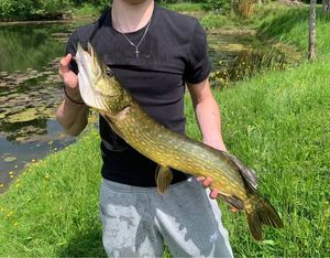 Northern Pike