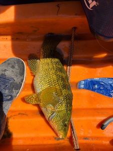 Ballan Wrasse