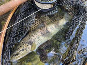 Brown Trout