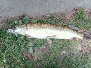 Northern Pike
