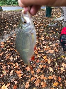 Roach