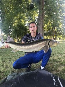 Sturgeon
