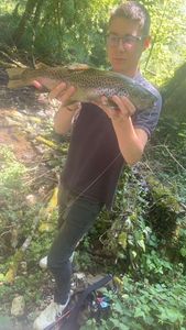 Brown Trout