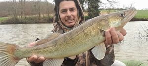 Zander