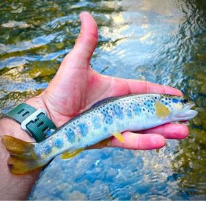 Brown Trout