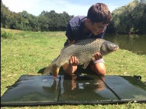 Common Carp