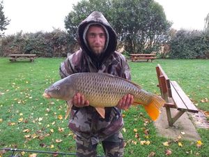 Common Carp