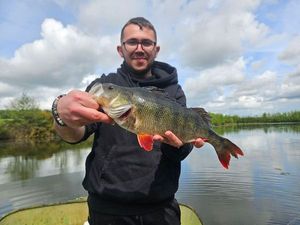 European Perch
