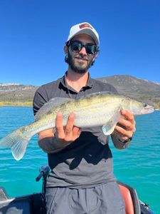 Zander