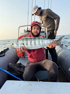 Atlantic Bonito