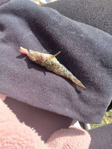 Round Goby