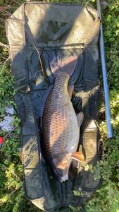 Common Carp