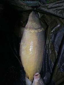 Mirror Carp