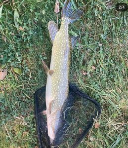 Northern Pike