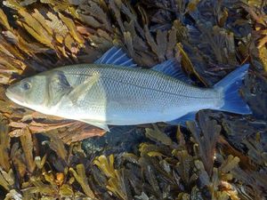 European Bass (Seabass)