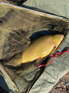 Tench