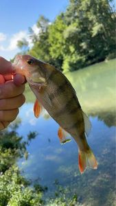 European Perch