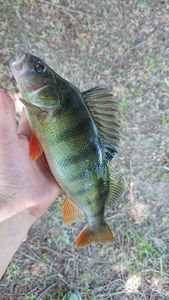 European Perch
