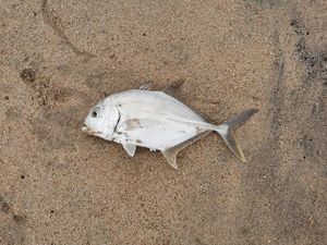 Pacific Crevalle Jack