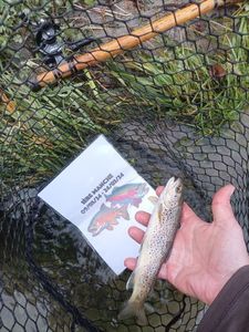Brown Trout