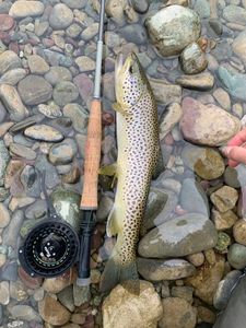 Brown Trout
