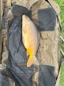 Mirror Carp