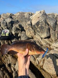 Ballan Wrasse