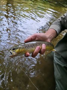 Brown Trout