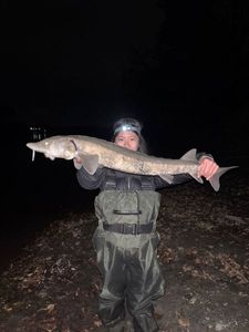 Sturgeon