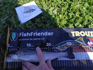 Rainbow Trout