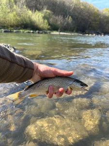 Brown Trout